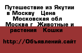 Путешествие из Якутии в Москву › Цена ­ 200 - Московская обл., Москва г. Животные и растения » Кошки   